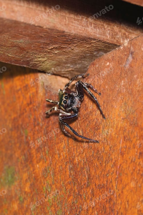 Preview: Jumping Spider Perched on Weathered Brown Wood