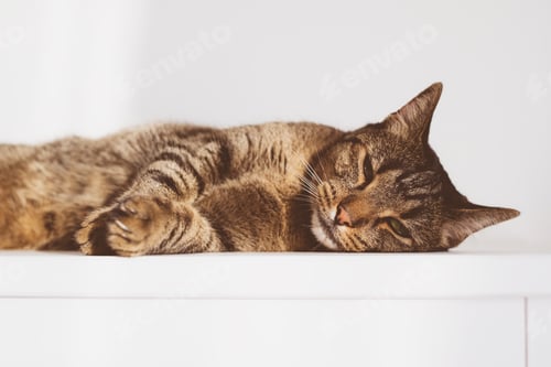 Sleeping Striped Cat Resting on a White Surface