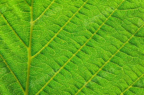 Preview: Extreme close up texture of green leaf veins.