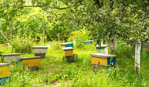 Preview: Bee families with fertile breeding queen be in separate nucleus. Small single-hull hives for bree