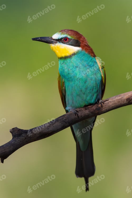 Preview: European Bee-eater, Merops apiaster. Early morning, a bird sits on an dry branch, closeup portrait