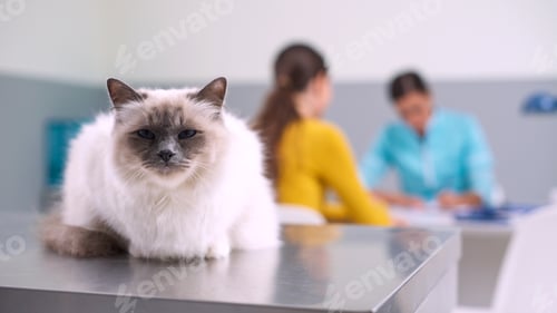 Preview: Lovely cat at the pet clinic