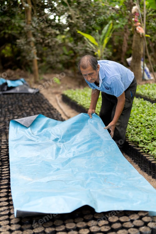 Preview: Farmer tending passion fruit seedlings in plant nursery