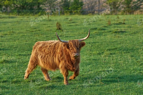 Preview: Highland cows