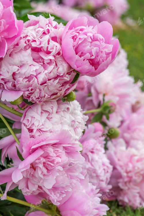 Preview: flower