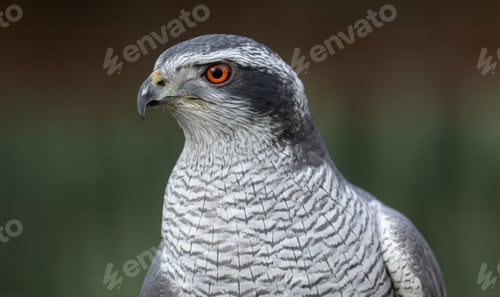 Preview: Closeup shot of a Eurasian goshawk