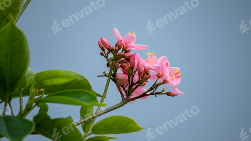 Preview: beautiful pink Wild flowers against grey sky, photographed from under the tree.