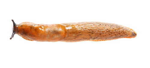 Preview: Spanish slug - Arion vulgaris