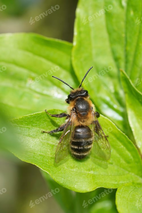 Preview: Vertical closeup on a chocolate mining bee, Andrena scotica sitting on a shrub in the sun