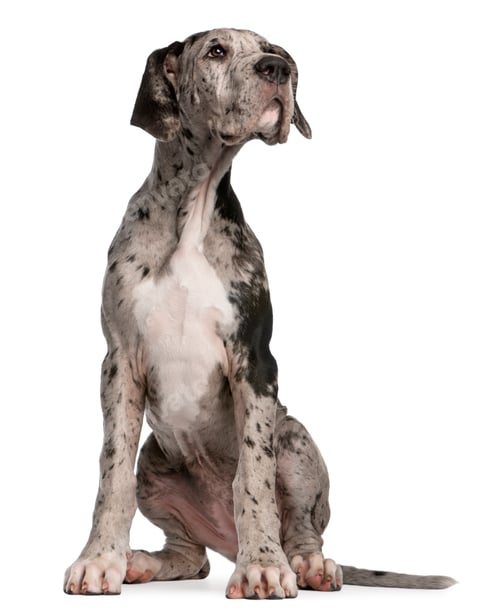 Preview: Great Dane puppy, 3 months old, sitting in front of white background