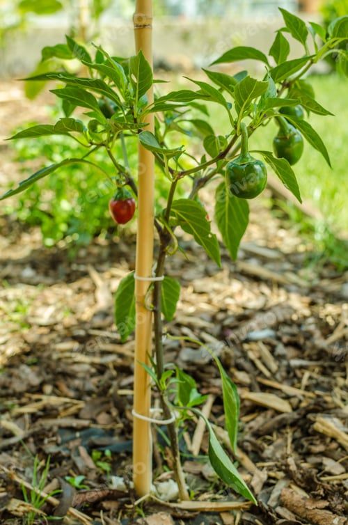 Preview: Organic herb bed of chilli pepper and zucchini