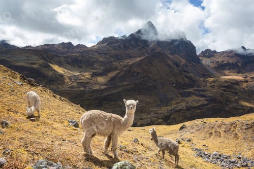 Preview: Alpaca
