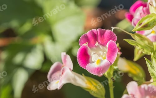 Preview: Pink flower on sunlight