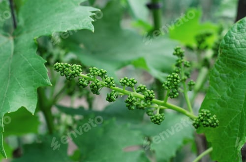 Preview: Young bunch of grapes before flowering. Flowering of grapes. Gardening concept