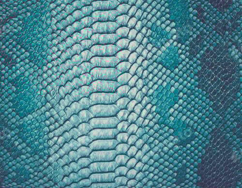 Preview: Snake skin background. Close up.