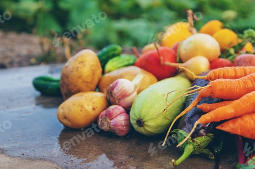 Preview: Harvest vegetables in the garden. Selective focus.