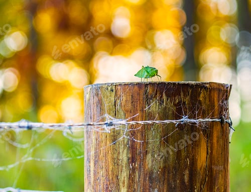 Preview: Katydid on a fence post