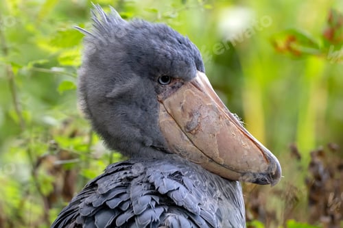 Preview: Shoebill bird portrait