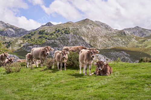 Preview: Cows grazing on a Field in Summertime