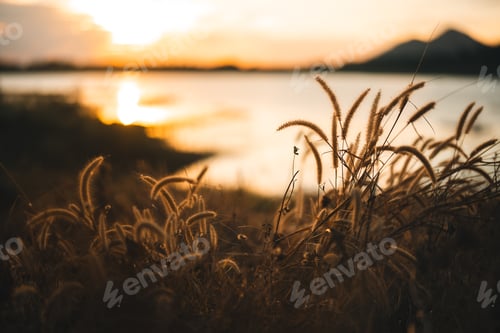 Preview: Golden dry wild grass field glowing under warm sunlight in autumn season creating dreamy