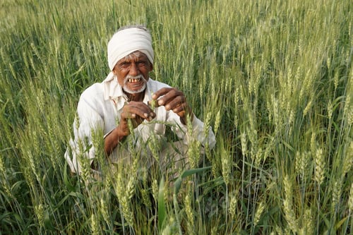 Preview: Indian farmer in the wheat field