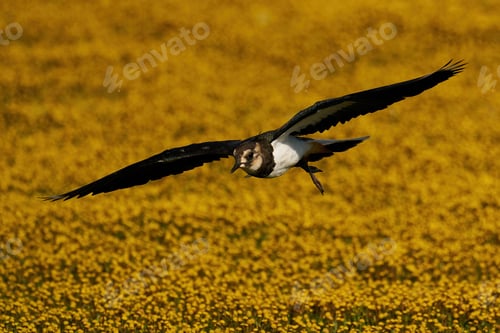 Preview: Northern lapwing (Vanellus vanellus)