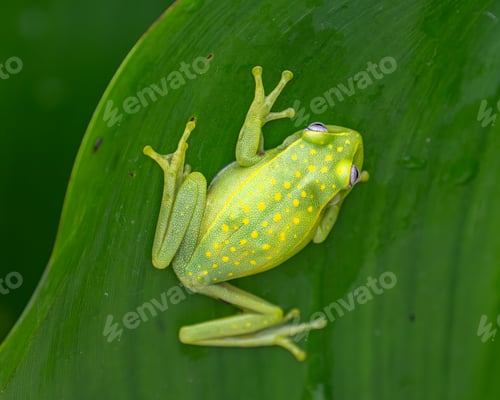 Preview: Closeup shot of a spotted boophis frog on a leaf