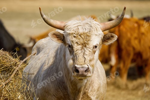 Preview: Close taken picture of an elderly cow. Fluffy and covered with brown and white fur on the farm.