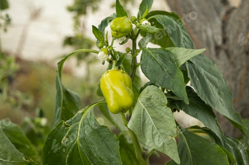 Preview: Green pepper fruit in the garden