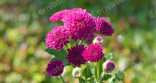 Preview: Pink Kapuru flowers in the garden, and morning light hits the flowers.