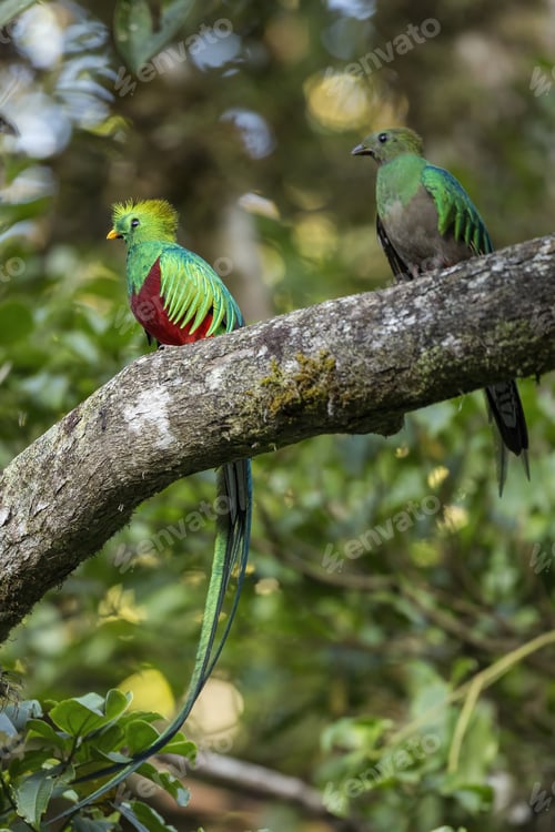 Preview: Two resplendent quetzal sitting on tree in summer light