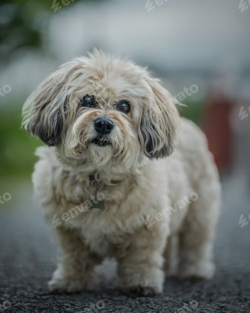 Preview: Close-up of a fluffy dog standing on a gravel path with a blurred background