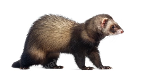 Preview: Ferret sitting and looking right, isolated on white