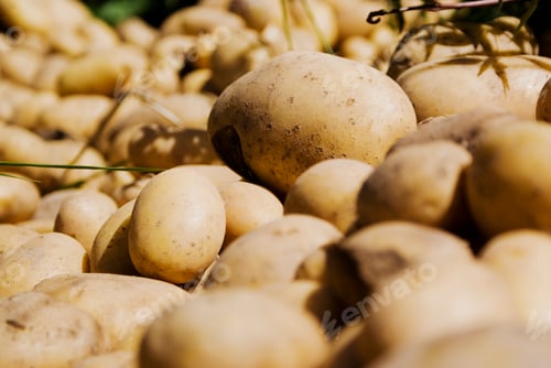 Preview: Potato surrounded by pile of raw potatoes just picked from an orchard.