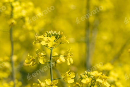 Preview: Close-up of yellow flowers in a field.