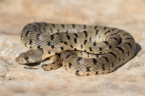 Preview: An Algerian Whip Snake, Hemorrhois algirus, found on the Island of Malta, there known as Serp Ahdar