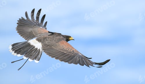 Preview: Harris hawks flying into the wind in clear skies
