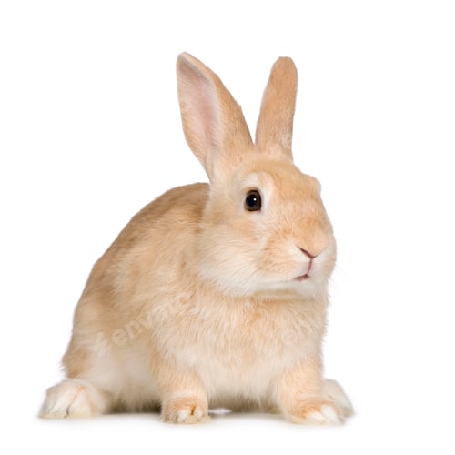 Preview: Rabbit