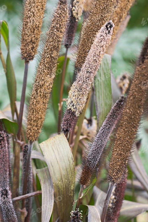 Preview: Pearl Millet (Pennisetum Glaucum)