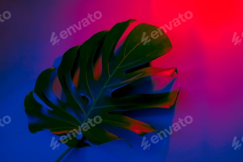 Preview: selective focus dark tones monstera leaf in neon lights