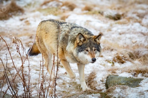 Preview: Magnificent wolf running in the forest in early winter