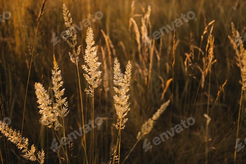 Preview: Field meadow herb and plants in sunset light.