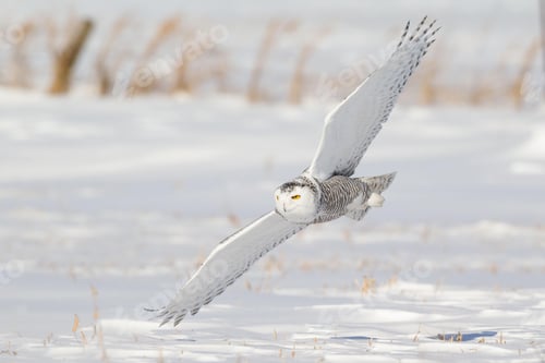 Preview: owl, bird, snowy owl, wilderness