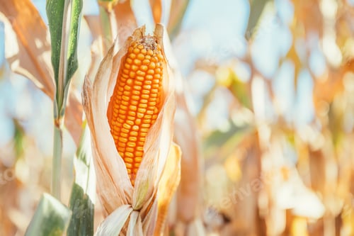 Preview: Harvest ready corn cob on stalk in cultivated maize field