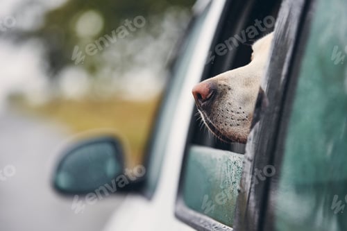 Preview: Dog enjoying a car ride on a rainy day
