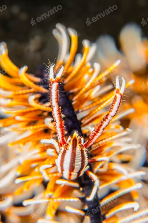 Preview: Crinoid shrimp hiding