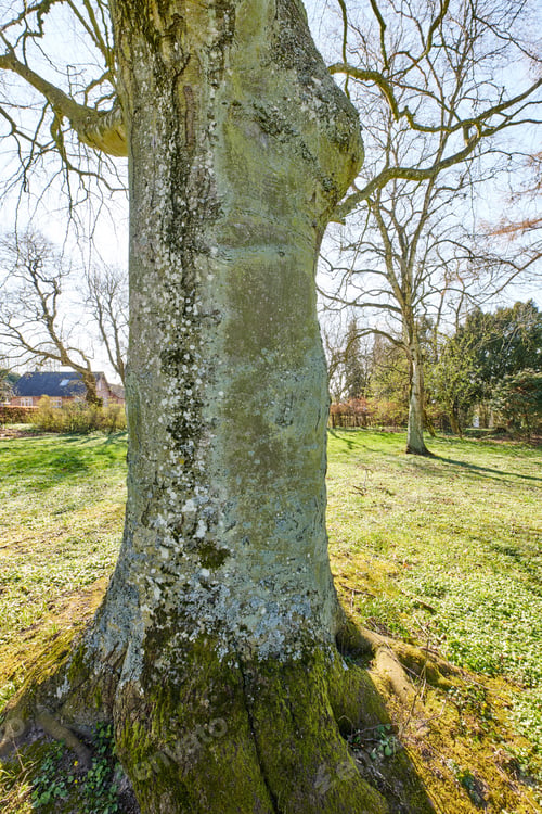 Preview: Forest and trees in very early spring - Denmark