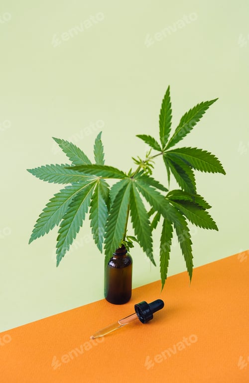 Preview: CBD Cannabidiol oil and cannabis leaves on minimal orange and green background. CBD hemp oil in