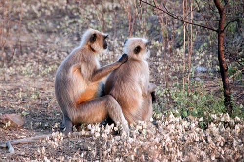 Preview: A langur monkey in forest