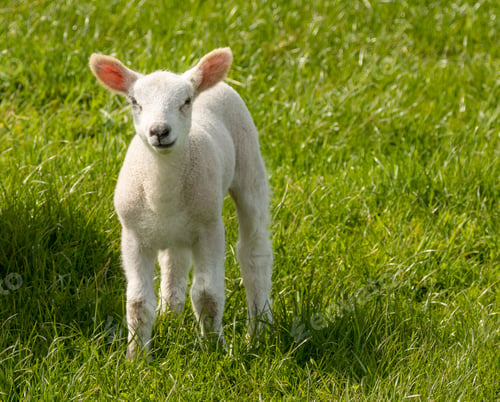 Preview: Cute fluffy white woolly lamb in the springtime in a beautiful green field